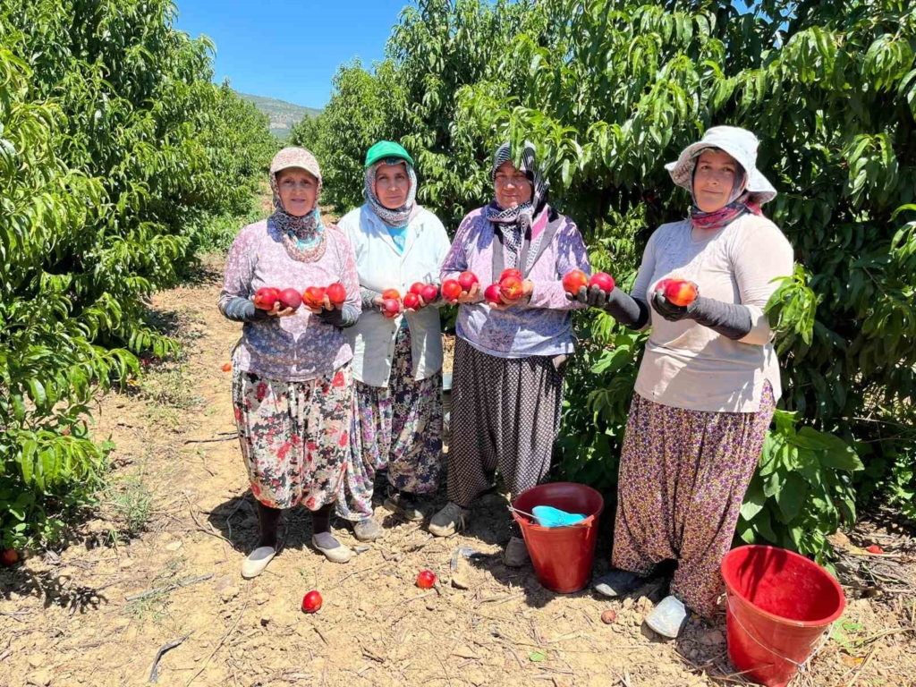 İznikli nektarin üreticisinden fiyat tepkisi
