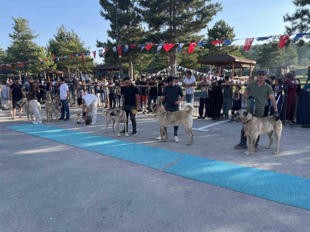 Dünyaca ünlü "Anadolu aslanları" güzellik yarışında kıyasıya yarıştı