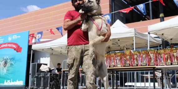 Dünyaca ünlü "Anadolu aslanları" güzellik yarışında kıyasıya yarıştı