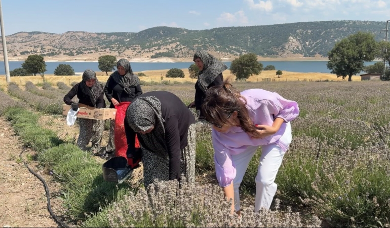 Kütahya’da 5 yıllık lavanta hasadı kadın kooperatiflerine umut oldu