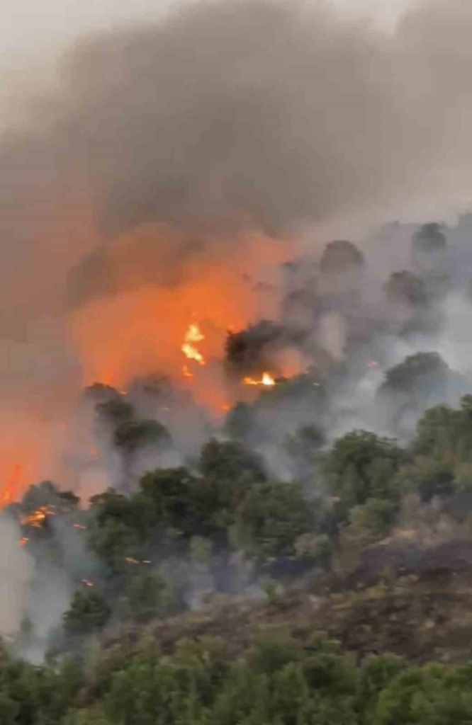 Kırsalda başlayan yangın ormana sıçradı