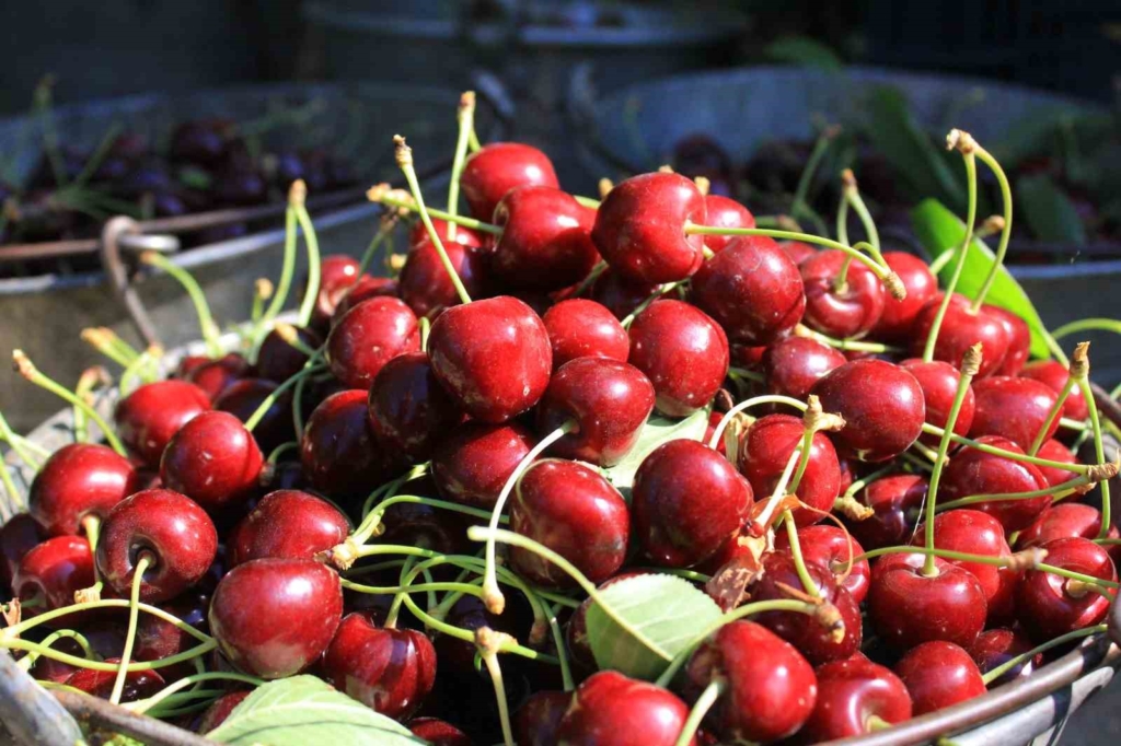 Stokların azlığı ve yüksek aroma tercihi Sultandağı vişnesini değerli yaptı