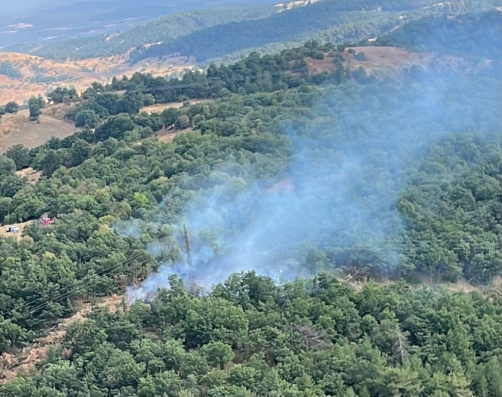 Erken müdahale ormanı kurtardı
