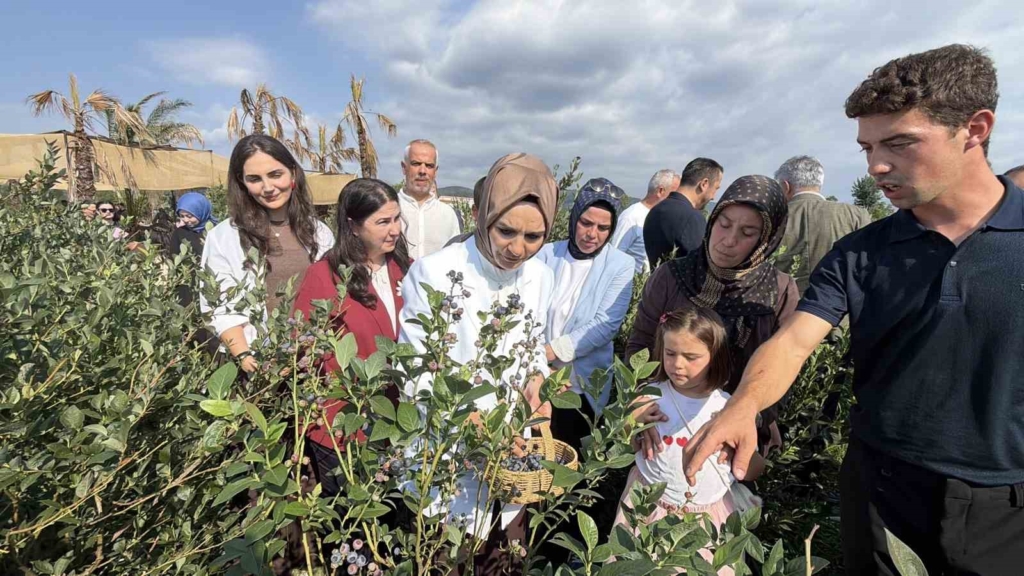 Bakan Göktaş Düzce’de yaban mersini topladı