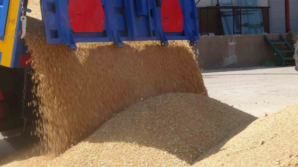 60 dönüm araziyle üretime başladı, şimdi ise 500 dönüme çıktı
