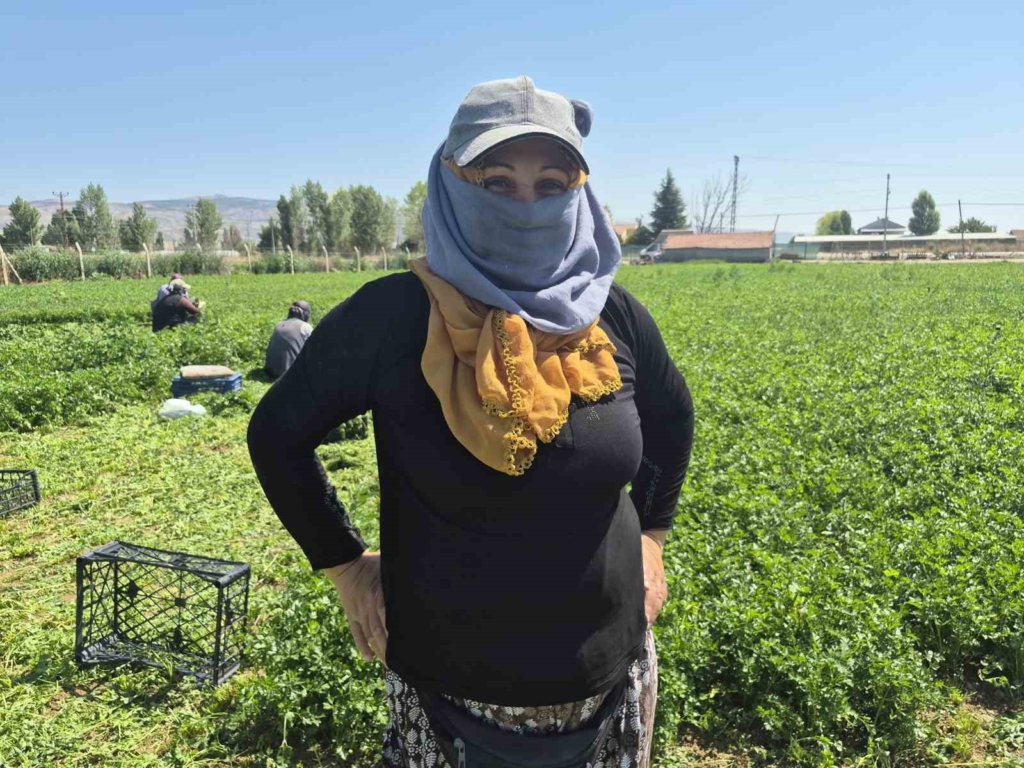 Maydanoz tarlasının emekçi kadınları
