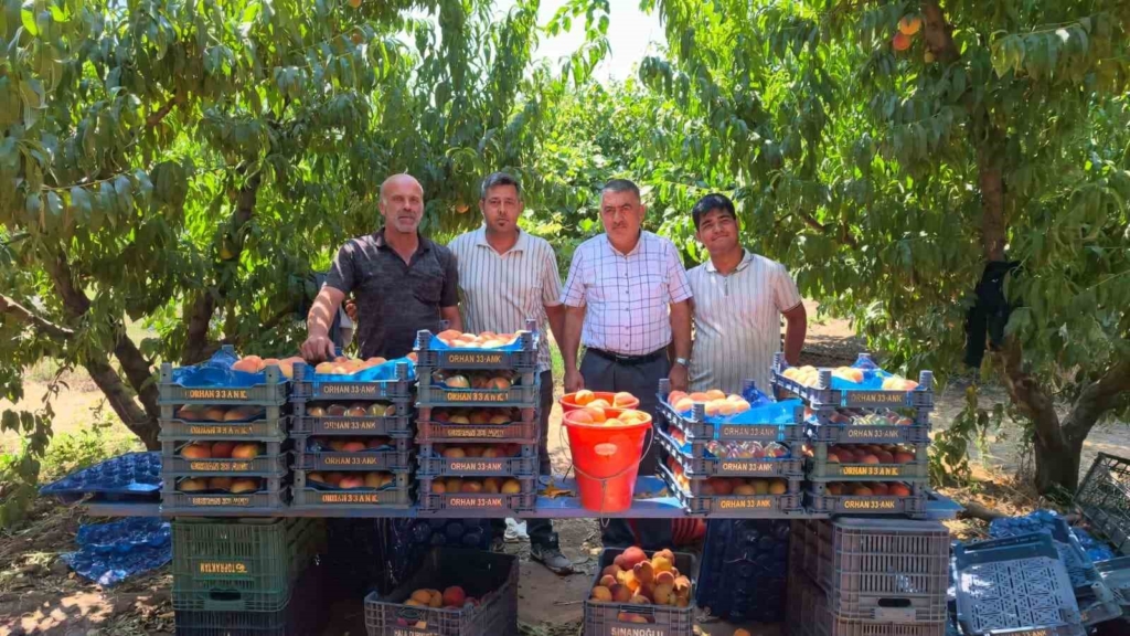 Gülaven şeftalisinin hasadı başladı