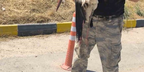 Eskişehir Büyükşehir Belediyesi çöplüğünde bacağı kırık halde bulunan leylek 4 gündür yardım bekliyor
