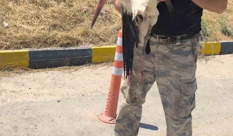 Eskişehir’de bacağı kırık leylek 4 gündür kurtarılmayı bekliyor