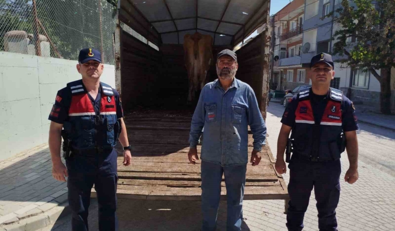 Eskişehir’de çalınan 4 büyükbaştan biri Bilecik’te bulundu