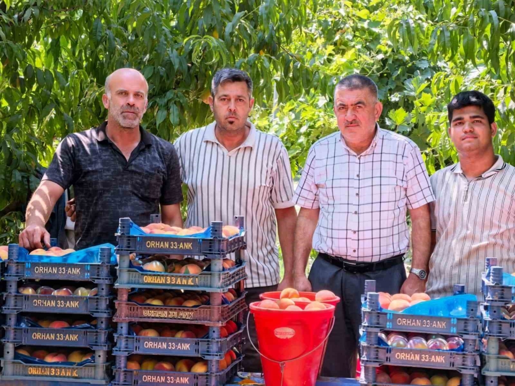 Gülaven şeftalisinin hasadı başladı