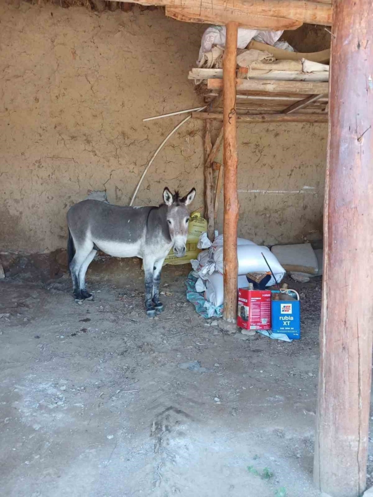 Kırsal mahalledeki başıboş eşek merak konusu
