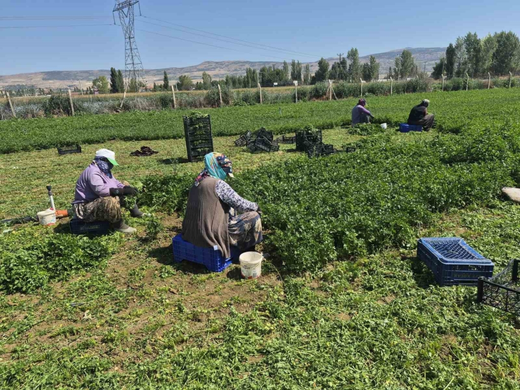 Maydanoz tarlasının emekçi kadınları