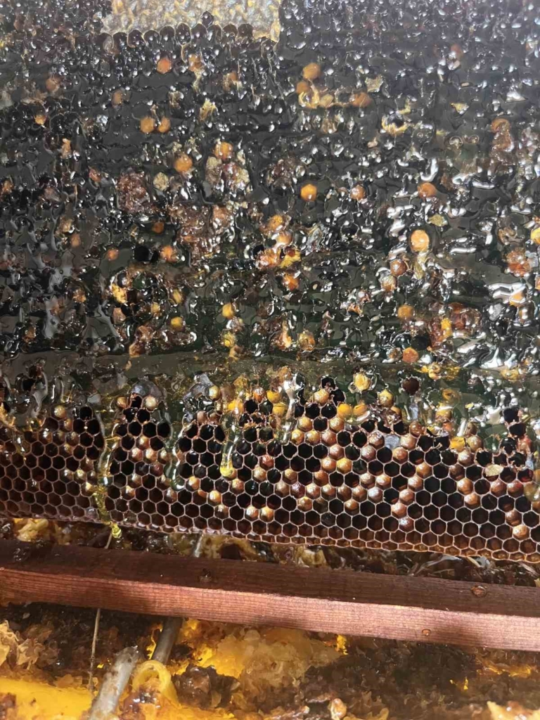 Arı kovanlarını açtığında peteklerde yeşil renkli bal ile karşılaştı