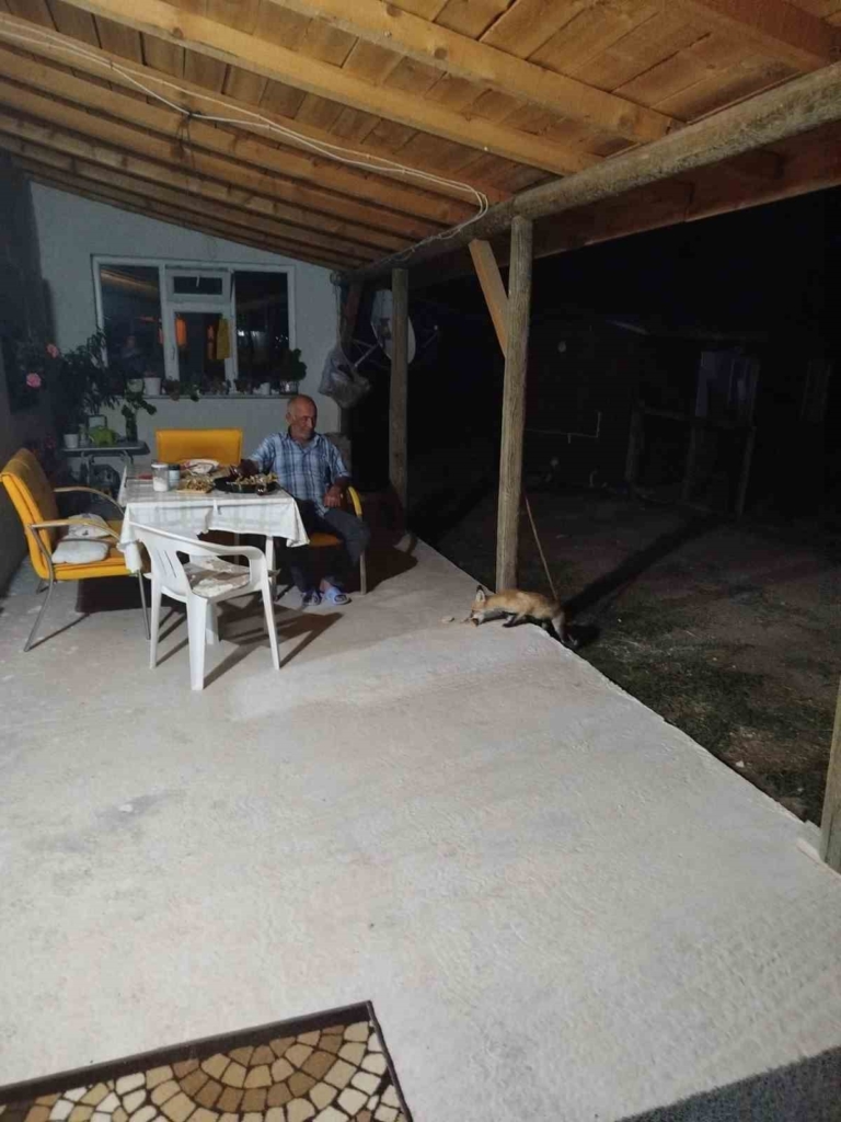 Eskişehir’de eve misafir olan tilki beslediler