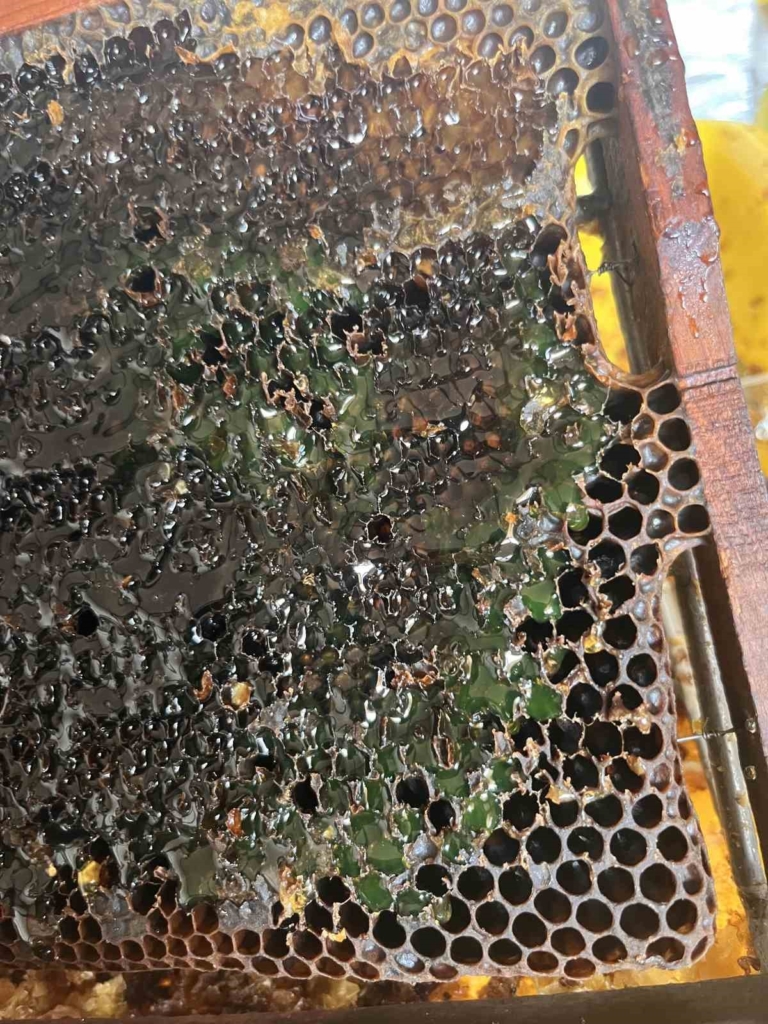 Arı kovanlarını açtığında peteklerde yeşil renkli bal ile karşılaştı