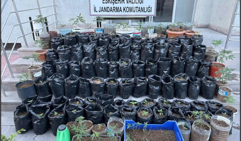 Eskişehir’de saksılarda 161 kök kenevir ve esrar ele geçirildi