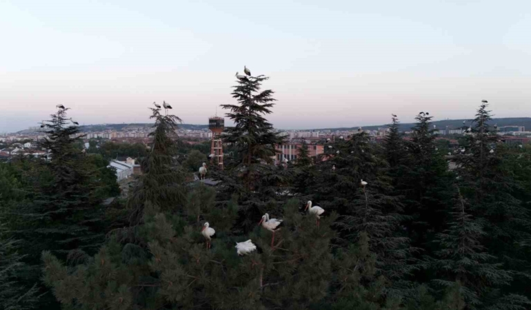 Leyleklerin Eskişehir molası dron görüntülerine yansıdı