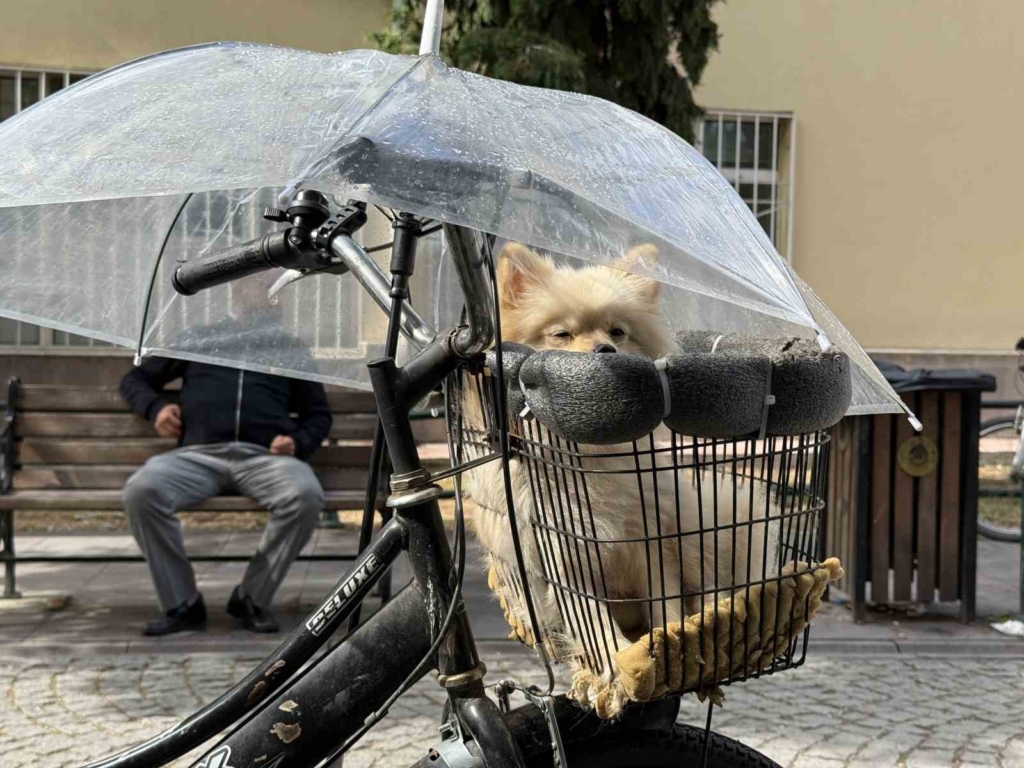 Bisiklet sepetindeki köpeğini yağmurdan şemsiye ile korudu