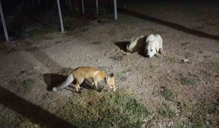 Sivrihisar’da bahçeye gelen tilkiyi ev sahipleri besledi