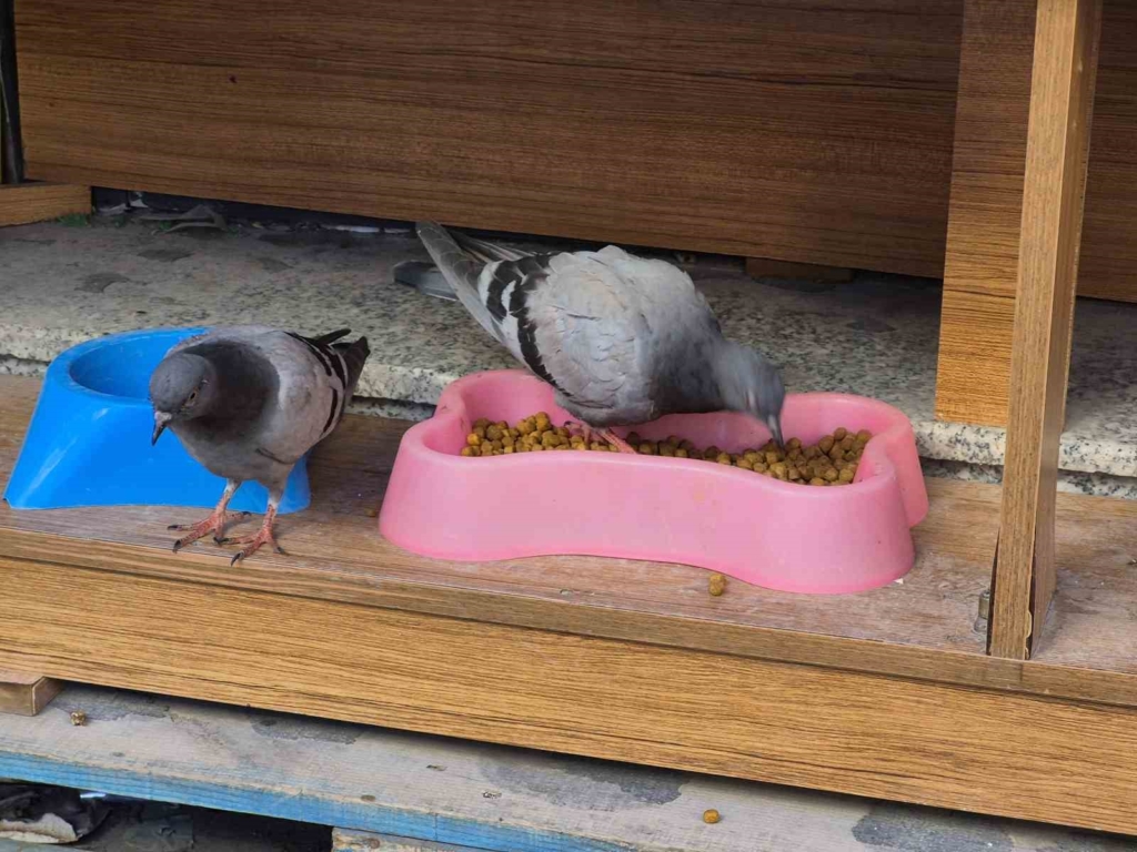 Üşüyüp acıkan güvercinler kediler için konulan kuru mamaları yedi