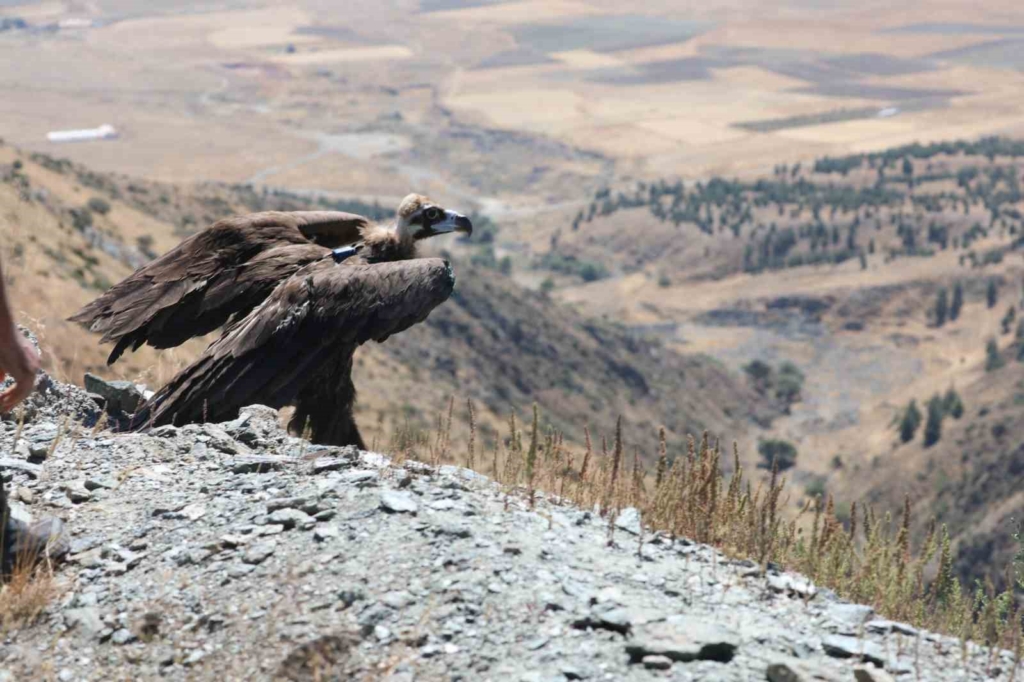 Kara akbabanın yaşam alanları uyduyla izlenecek