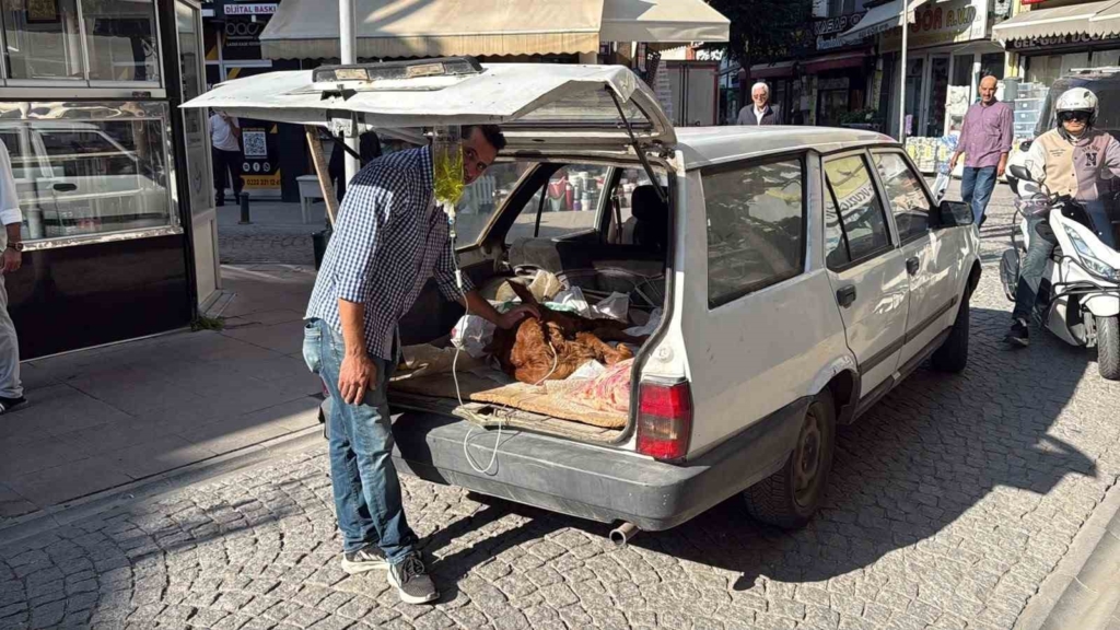 Otomobil bagajında minik "Kezban’ın" tedavisi yapıldı