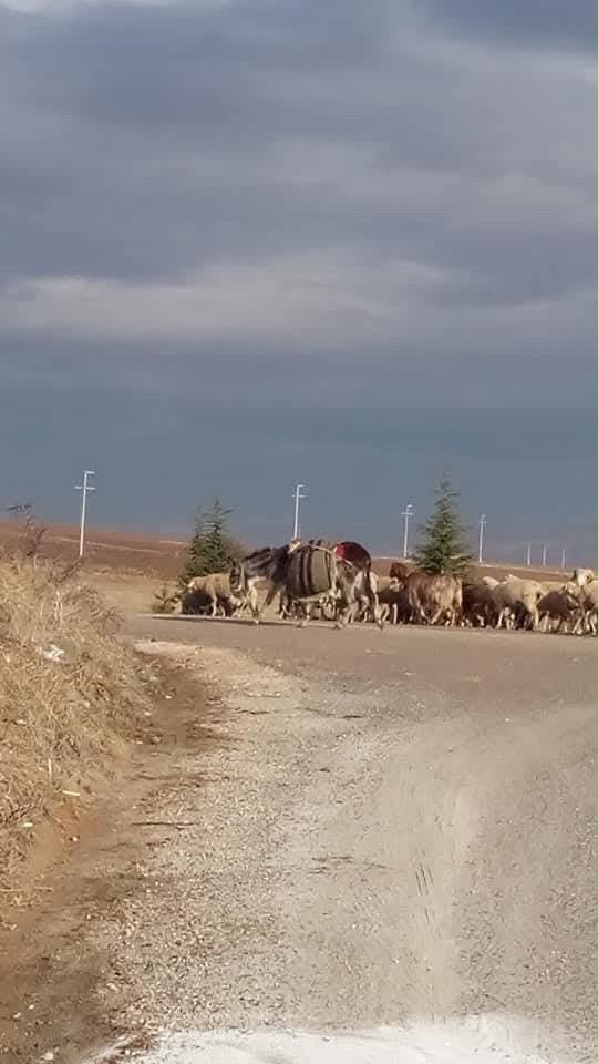 Yola aniden çıkan koyun kazaya sebep oldu, 1 yaralı