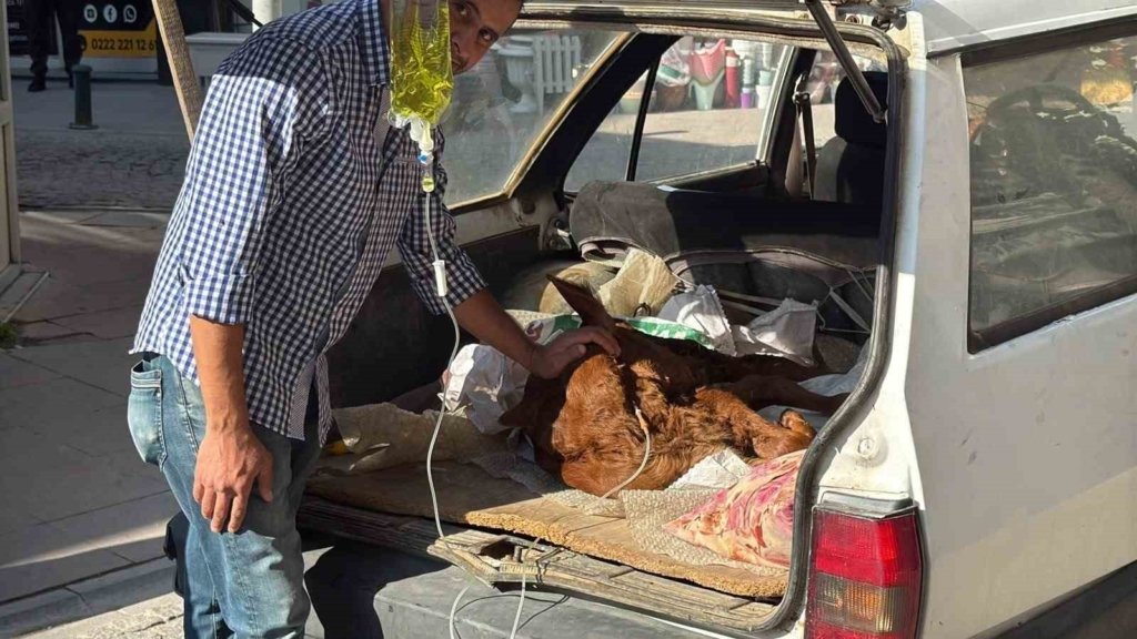Otomobil bagajında minik "Kezban’ın" tedavisi yapıldı