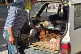 Otomobil bagajında minik "Kezban’ın" tedavisi yapıldı