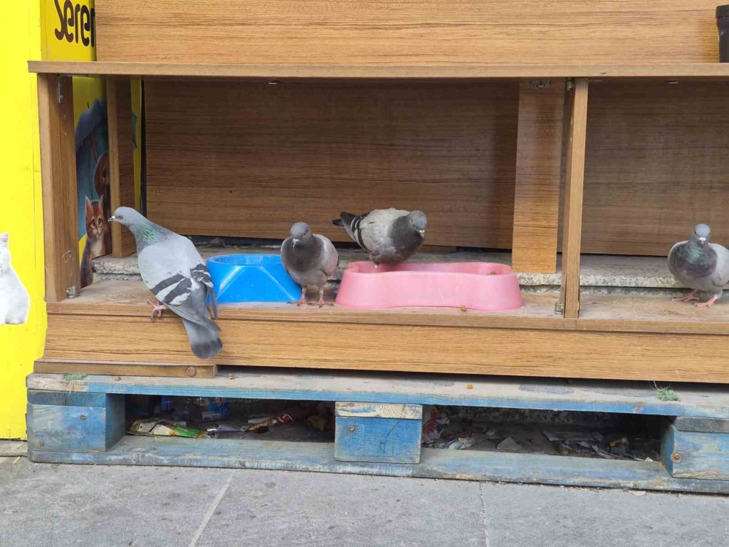 Üşüyüp acıkan güvercinler kediler için konulan kuru mamaları yedi