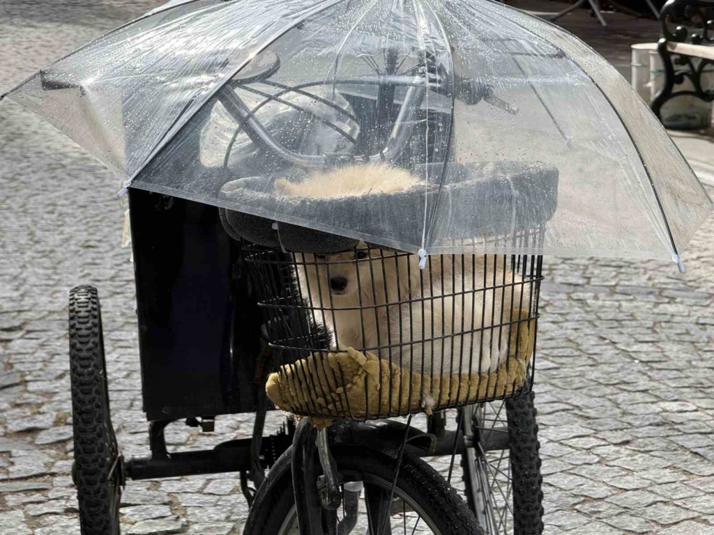 Bisiklet sepetindeki köpeğini yağmurdan şemsiye ile korudu