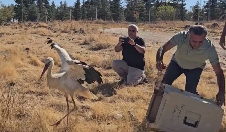 Ölen eşinin başında 5 gün bekleyen leylek doğaya döndü