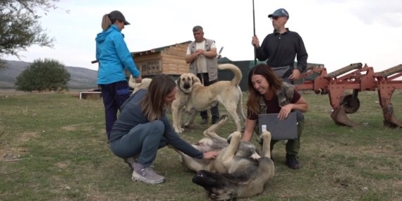 İtalyan uzmanlar Türk çoban köpeklerinin yeteneklerine hayran kaldı