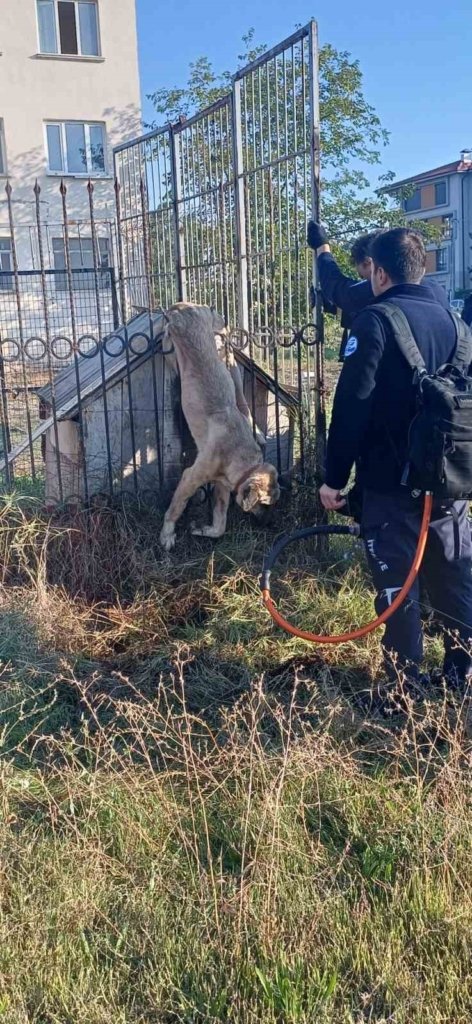 İtfaiye ekipleri duvarda mahsur kalan kedi ile parmaklıklara sıkışan köpeği kurtardı