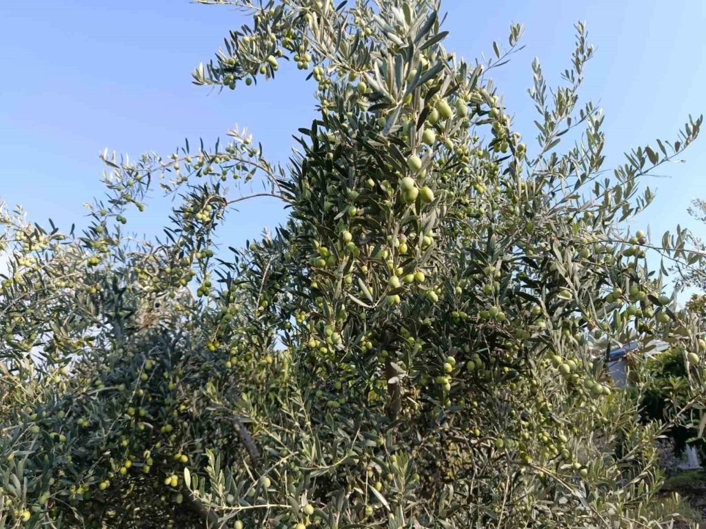 Eskişehir’in mikroklima havzasında zeytin bereketi