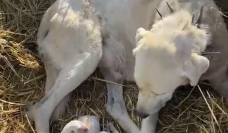 Akbaş köpeği, koyun sürüsünün arasında 4 yavru doğurdu