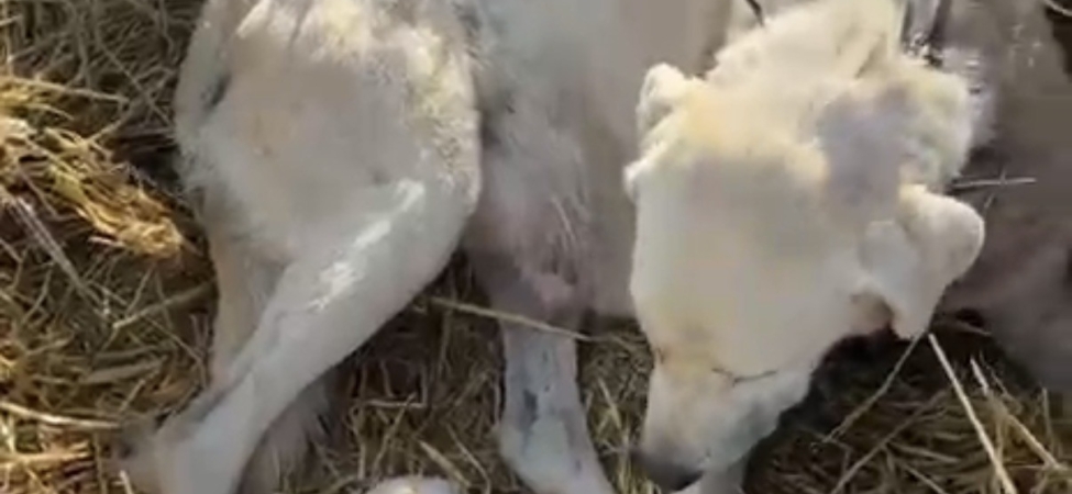 Çoban köpeği sürünün başında doğum yaptı