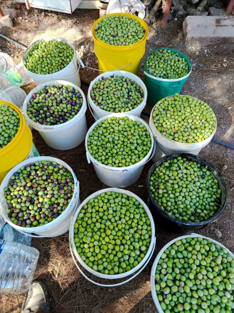 Eskişehir’in mikroklima havzasında zeytin bereketi