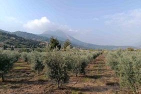 Eskişehir’in mikroklima havzasında zeytin bereketi