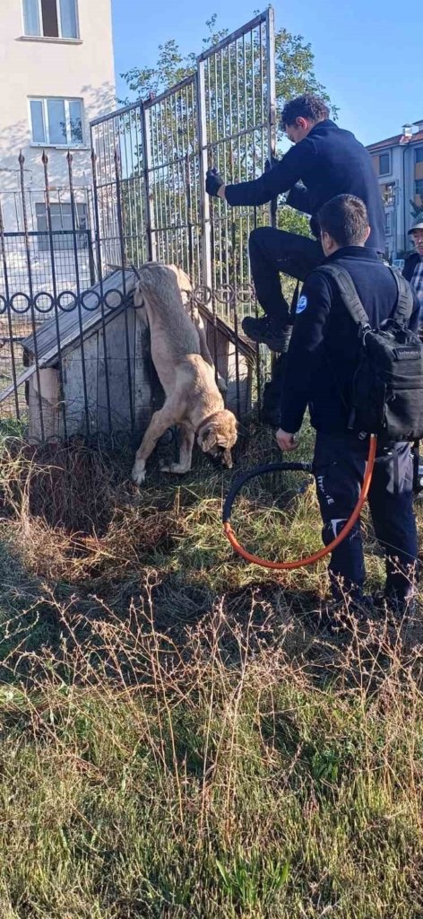 İtfaiye ekipleri duvarda mahsur kalan kedi ile parmaklıklara sıkışan köpeği kurtardı