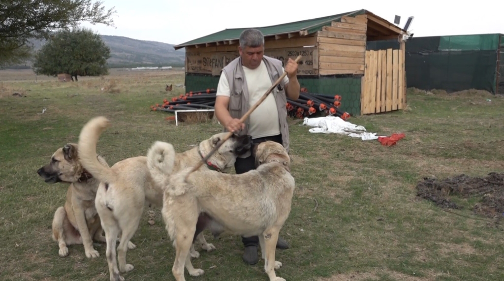 İtalyanlar Türk çoban köpeklerine hayran kaldı