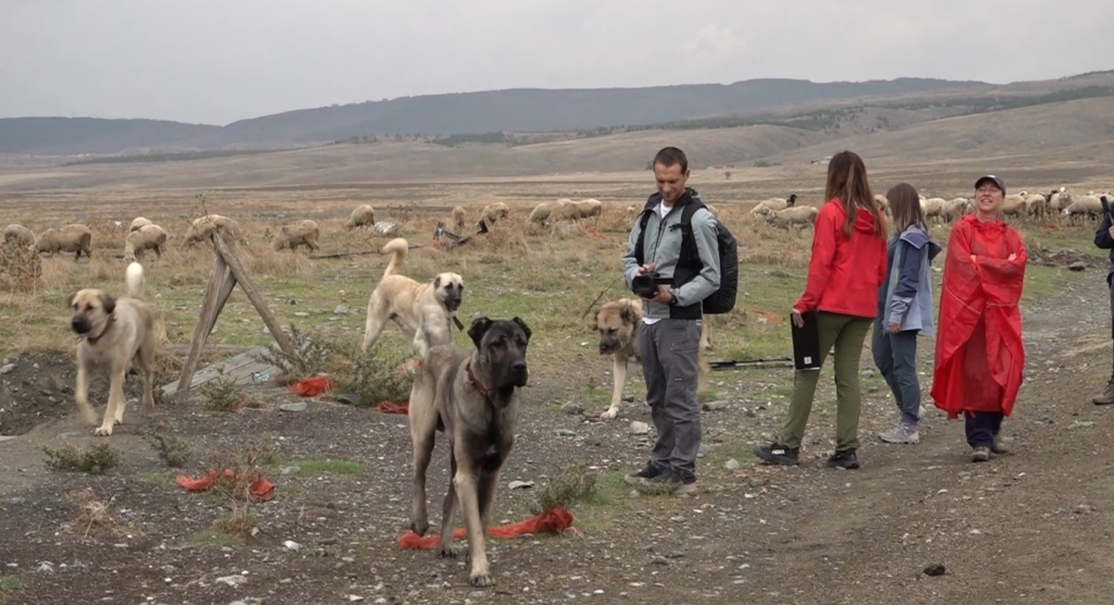 İtalyanlar Türk çoban köpeklerine hayran kaldı