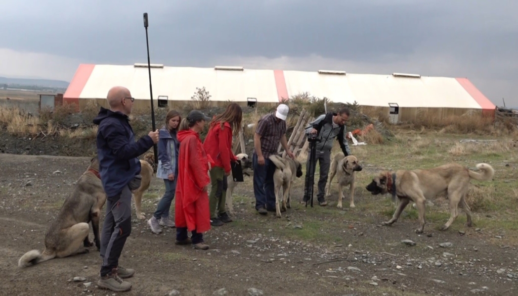 İtalyanlar Türk çoban köpeklerine hayran kaldı