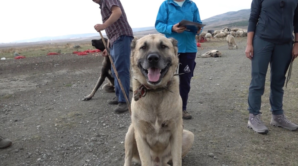 İtalyanlar Türk çoban köpeklerine hayran kaldı