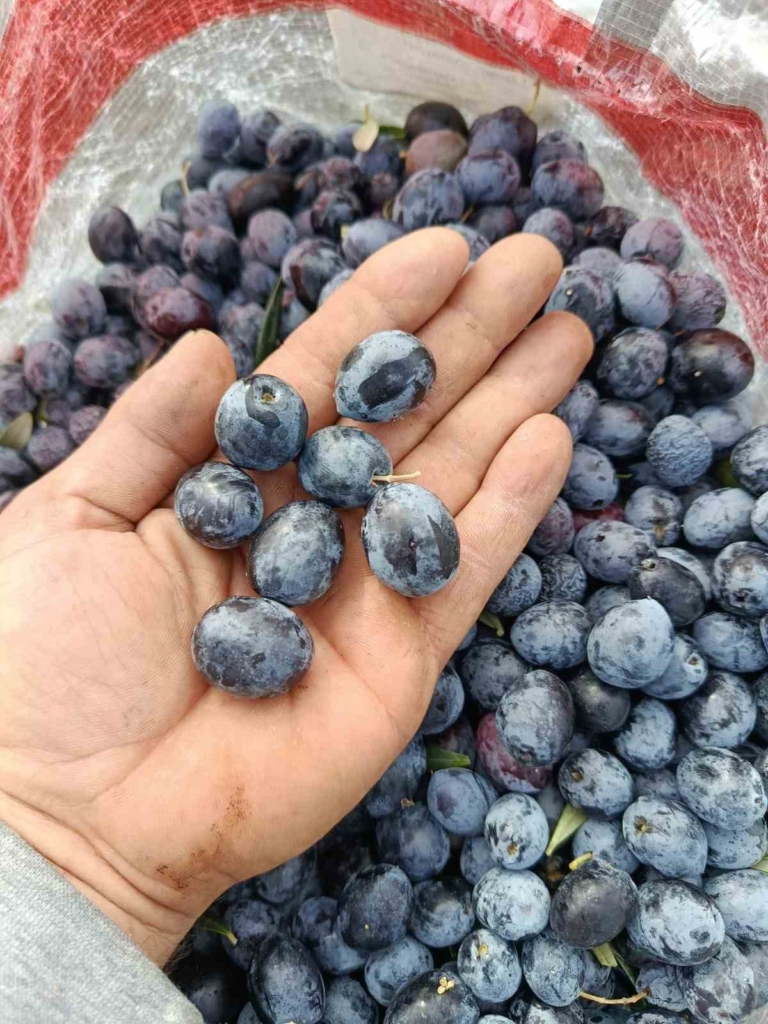 Eskişehir’in mikroklima havzasında zeytin bereketi