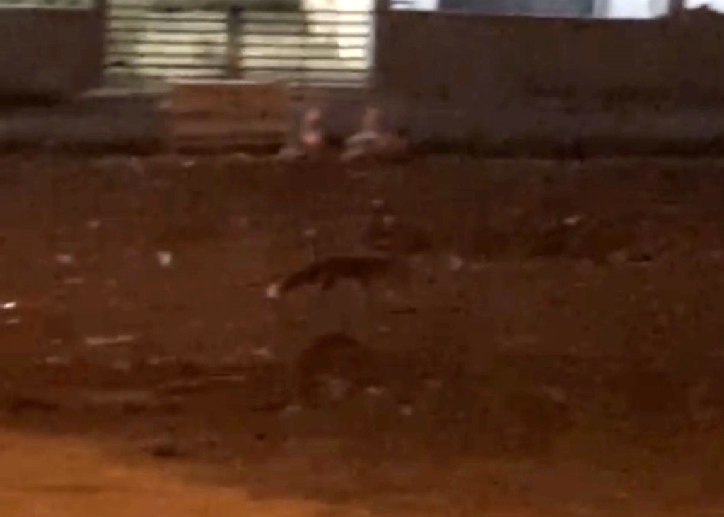 Eskişehir’de gece saatlerinde sokakta görülen tilki kamerada