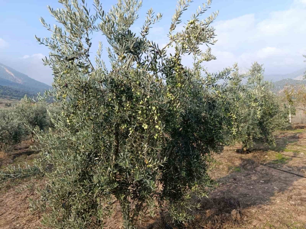 Eskişehir’in mikroklima havzasında zeytin bereketi
